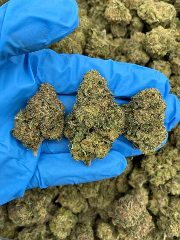 BUBBLEGUM FRENZY