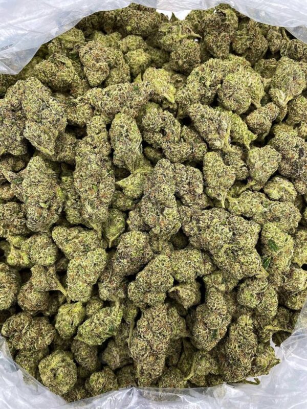 CANDY CANE DELIGHT STRAIN