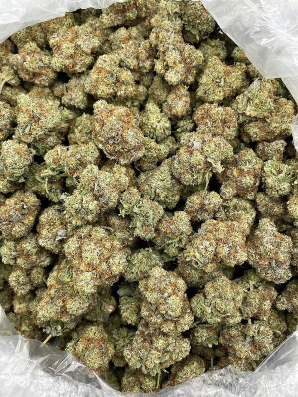 GMO COOKIES STRAIN