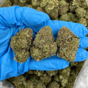 The Platinum Ice strain 